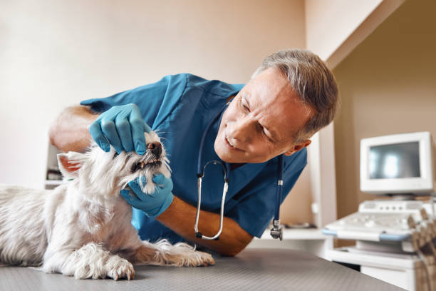 Best Emergency Denture Repair in Fayette, MO